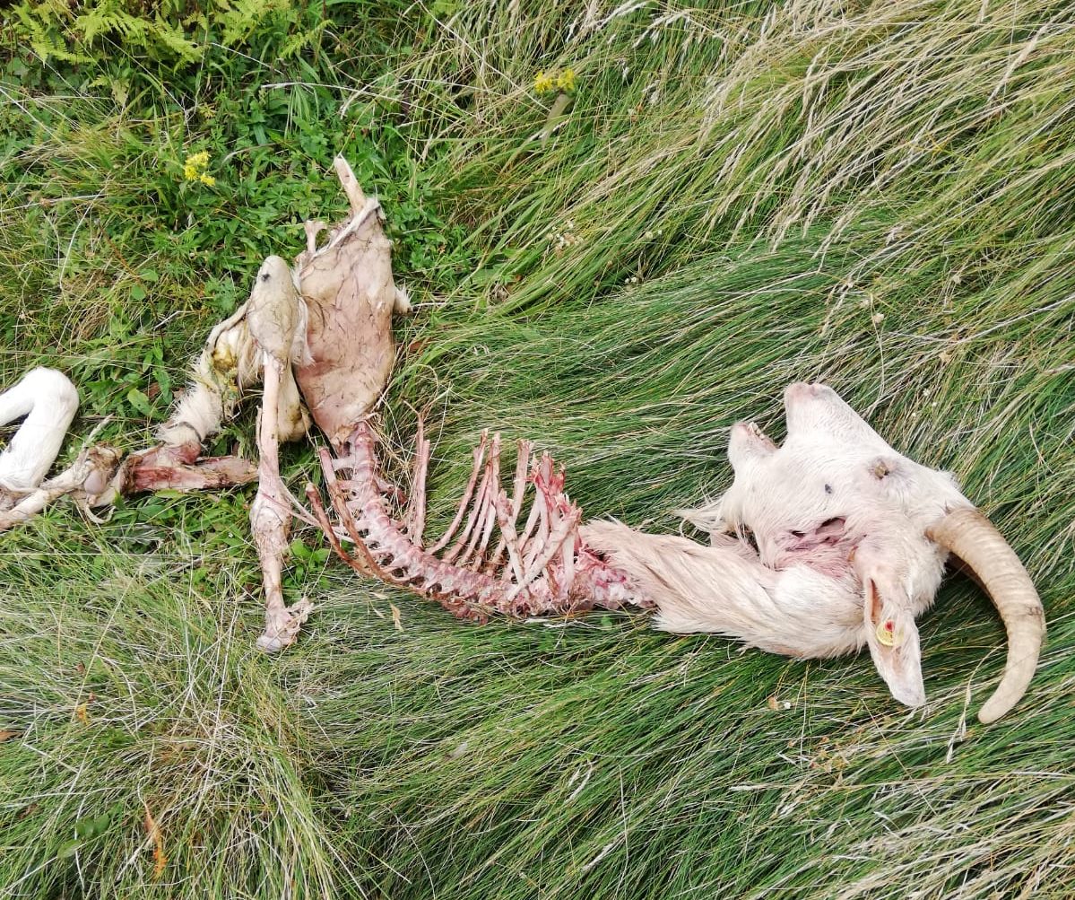 Lupi all’attacco di greggi in Valle Elvo