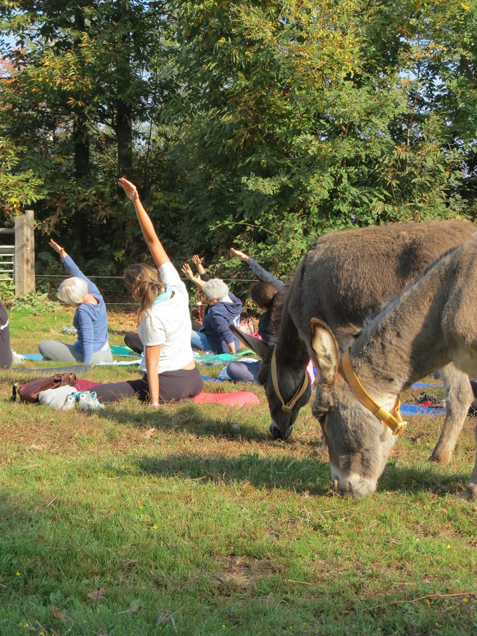 A Sala Biellese si fa yoga in mezzo agli asinelli