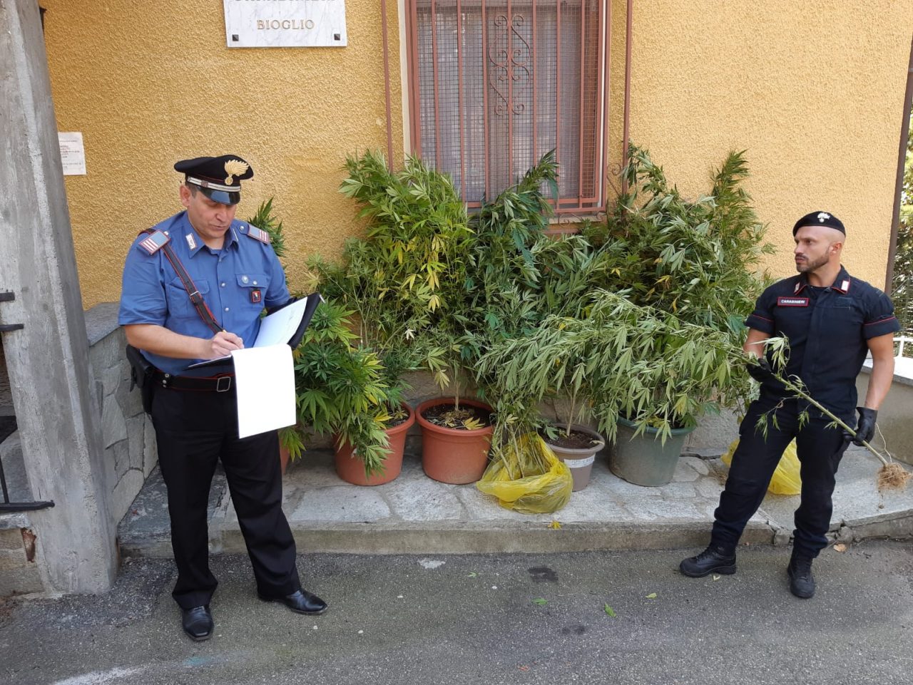 Serre di cannabis a Bioglio scoperte dai carabinieri