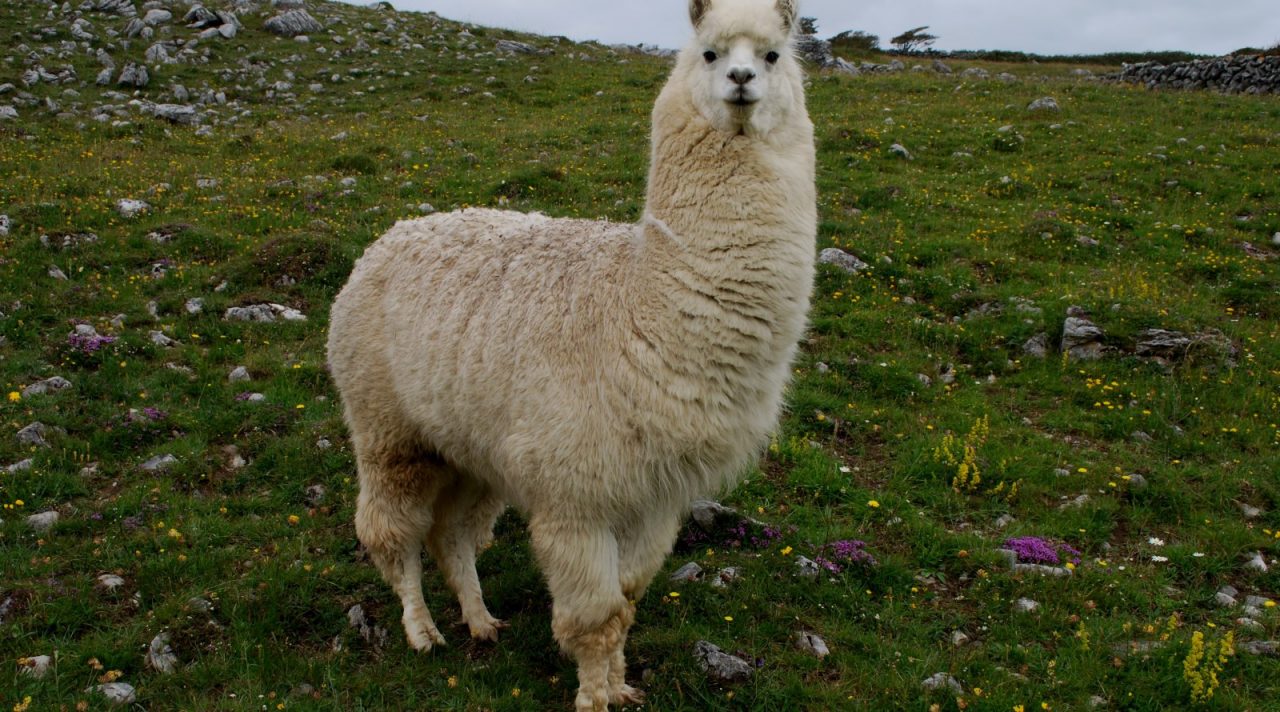 Lama in fuga a Bielmonte, scompiglio tra le mandrie