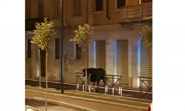 Mucca a spasso per il paese: abbattuta