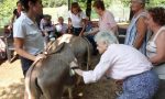 Due asinelle in visita alla casa di riposo