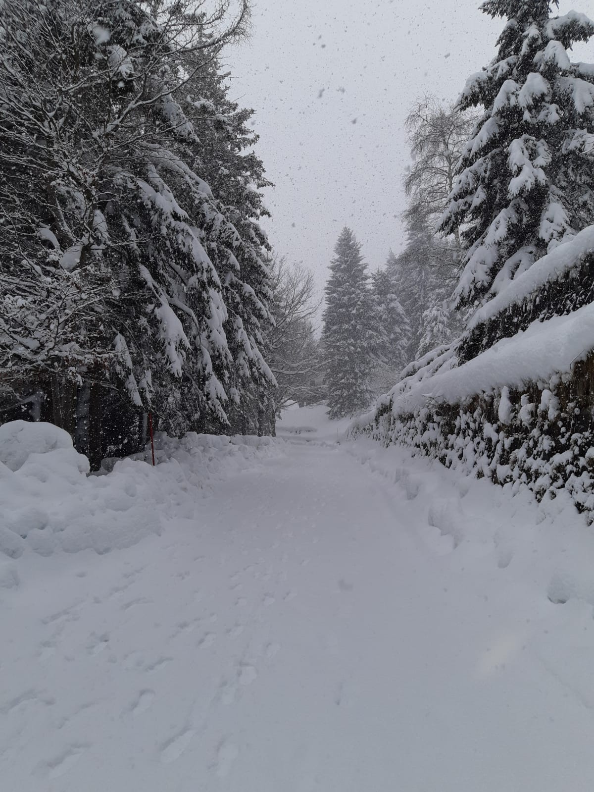 bielmonte neve 13