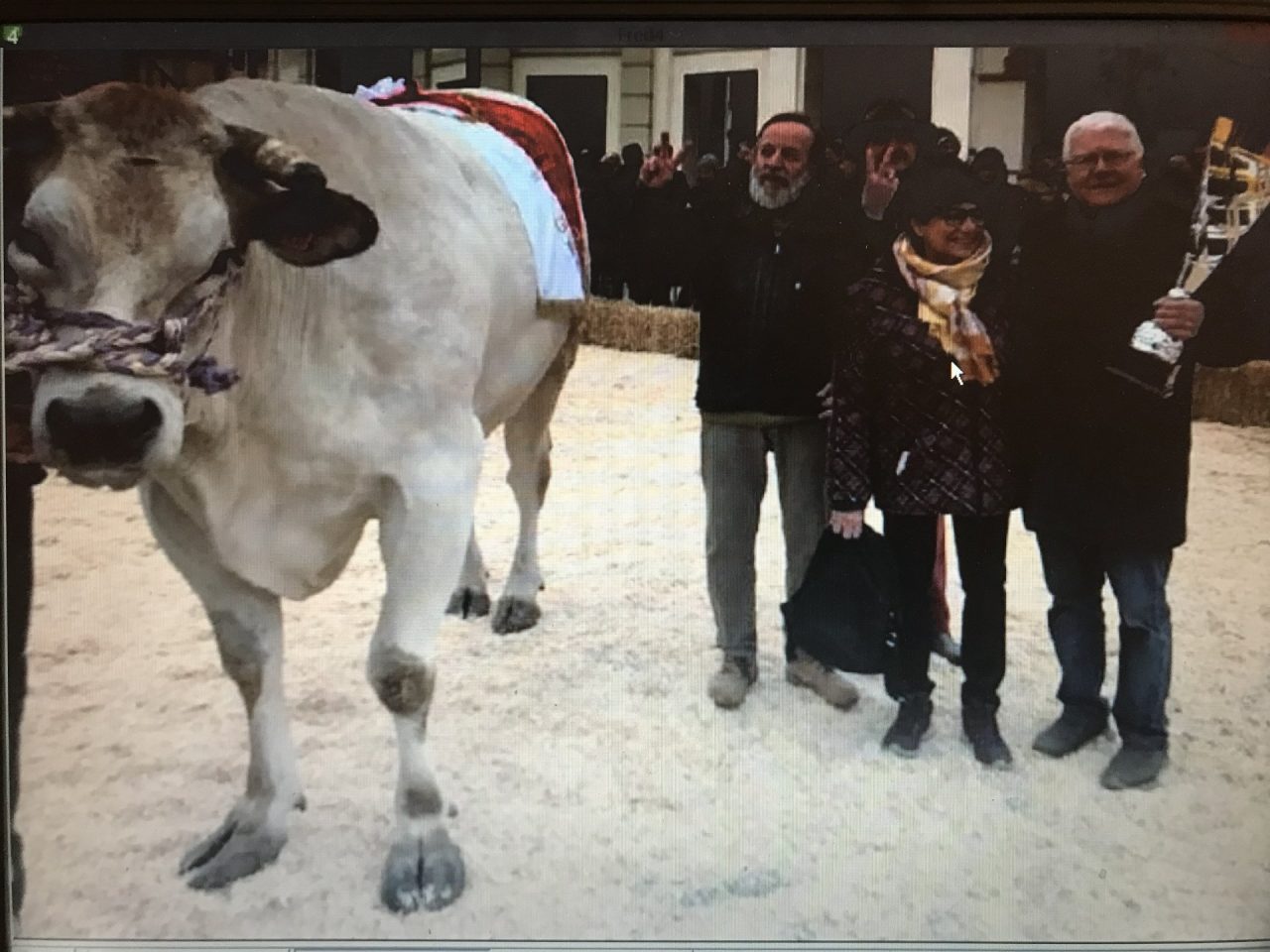 Macelleria Mosca 1916 premiata per il migliore bue grasso