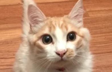 Simba si è perso, era in vacanza nel Biellese. I padroni: "Aiutateci"