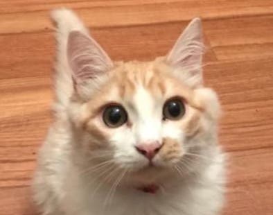 Simba si è perso, era in vacanza nel Biellese. I padroni: “Aiutateci”