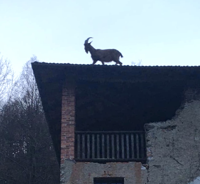 Una capra sale sul tetto di una casa