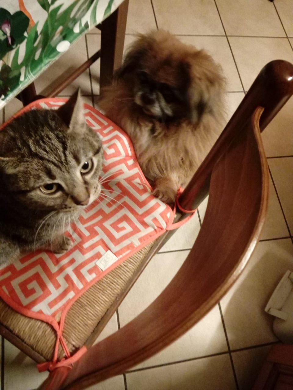 Per salvare il gatto giù l’albero VIDEO