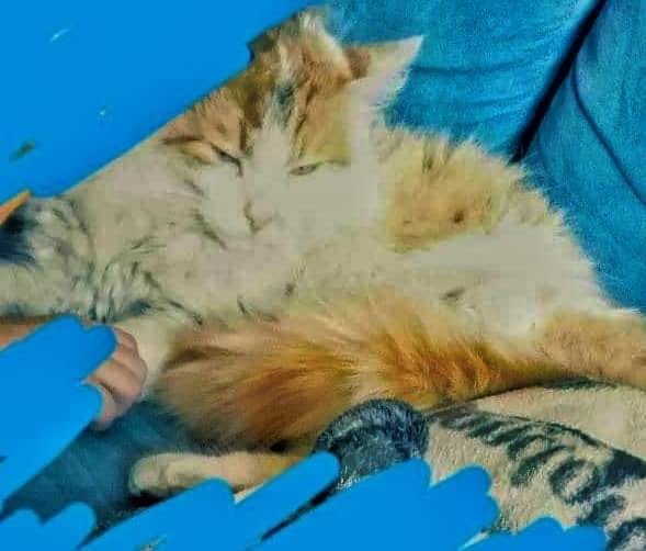 “E’ scappato questo gatto, mio figlio è disperato”