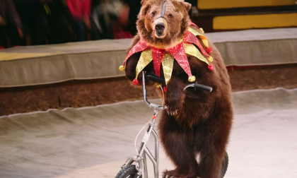 Legambiente Biella contro Corradino: "Dov'è la sua battaglia contro il circo con gli animali?"