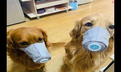 Coronavirus – I quattro zampe sono portatori? La smentita della Lega Nazionale per la Difesa del Cane