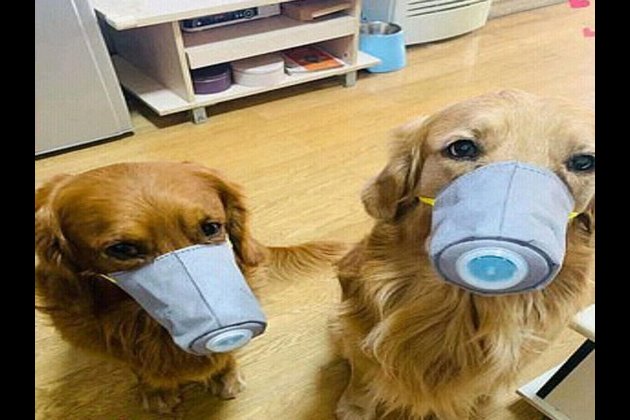 Coronavirus – I quattro zampe sono portatori? La smentita della Lega Nazionale per la Difesa del Cane