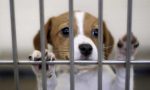 Coronavirus: aumentano cani abbandonati, risponde Punto Animal Friendly