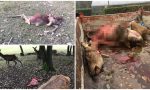 Cacciatori pubblicano foto choc di animali sbranati dai lupi nel Biellese