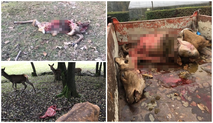 Cacciatori pubblicano foto choc di animali sbranati dai lupi nel Biellese
