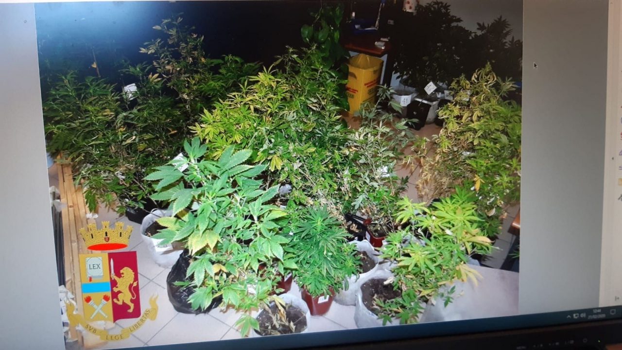 In casa una serra di marijuana: arrestato
