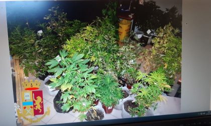 In casa una serra di marijuana: arrestato
