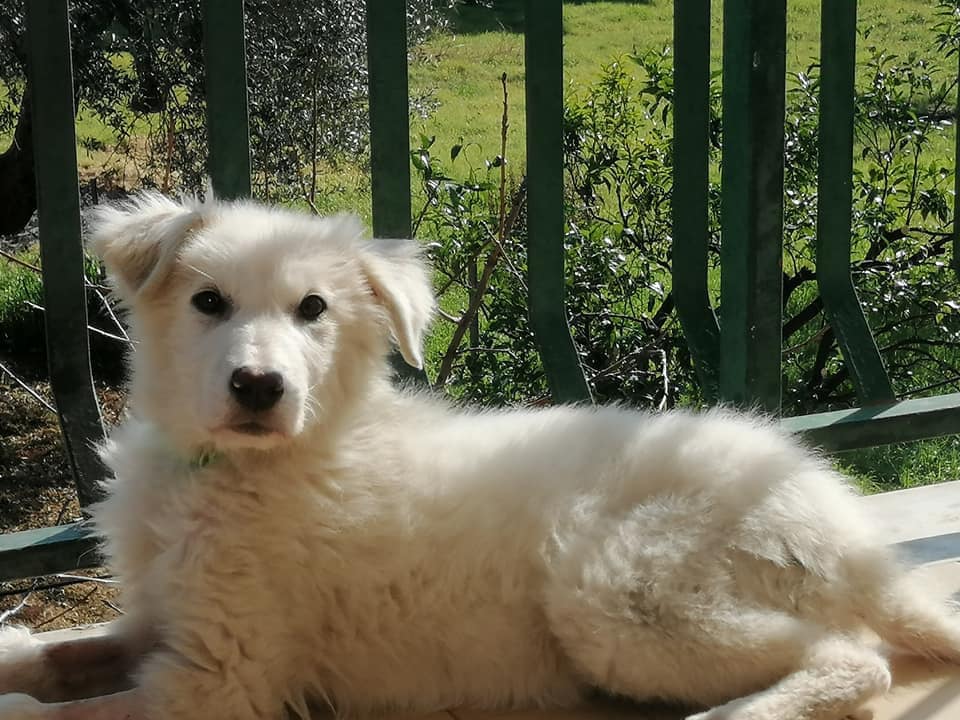 Olivia, salvata per miracolo adesso cerca casa