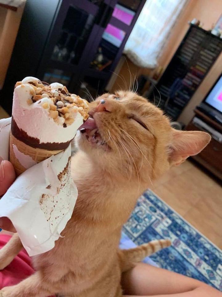 Chi ha visto questo splendido gattino? Sparito da ieri, padroni disperati