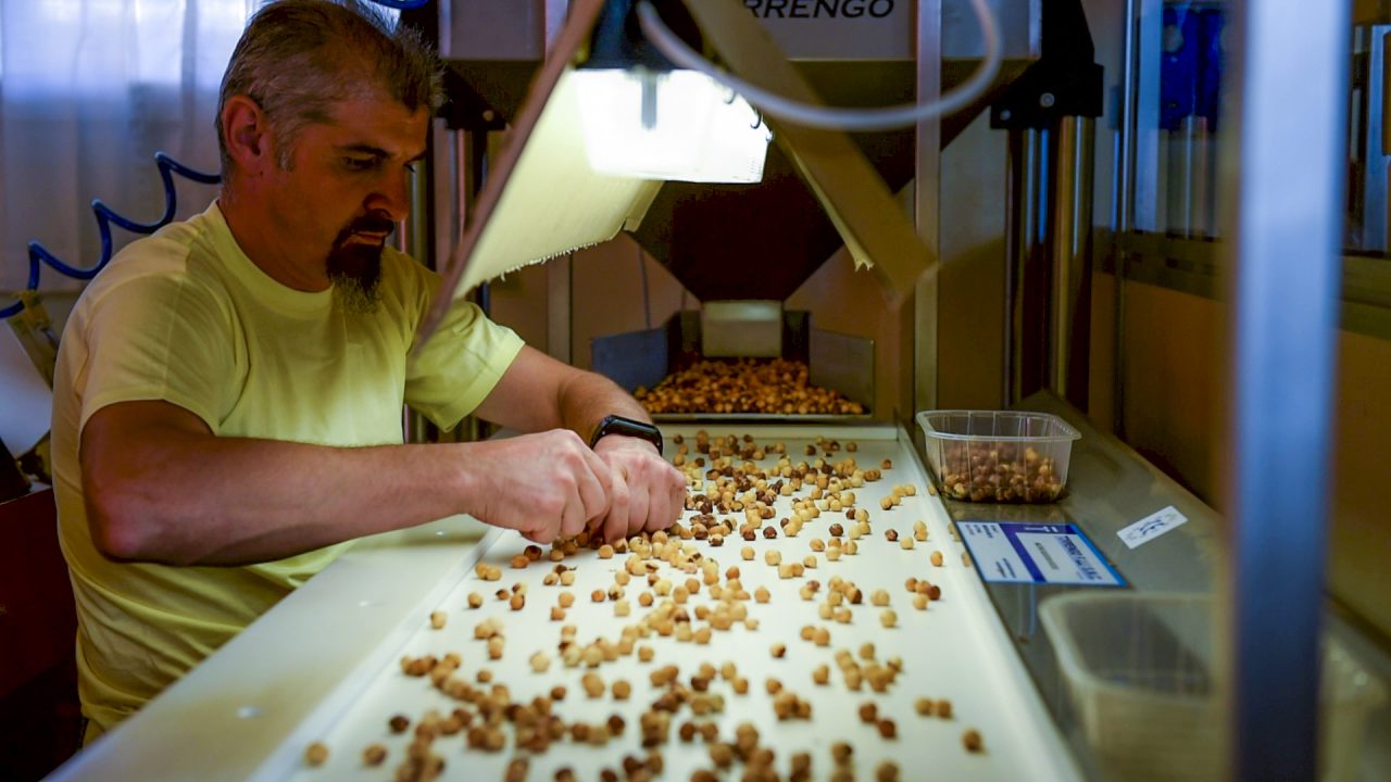 Nocciole a rischio: «Danni a 50% del raccolto»