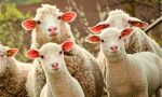Lupi, Coldiretti: “Ora salviamo anche le pecore”