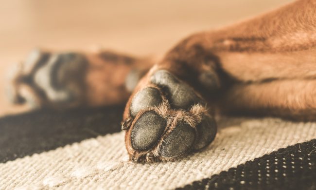 Cane avvelenato da topicida mischiato col pane in strada