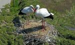 Una nuova coppia di cicogne fa il nido al Brianco di Salussola - IMMAGINI