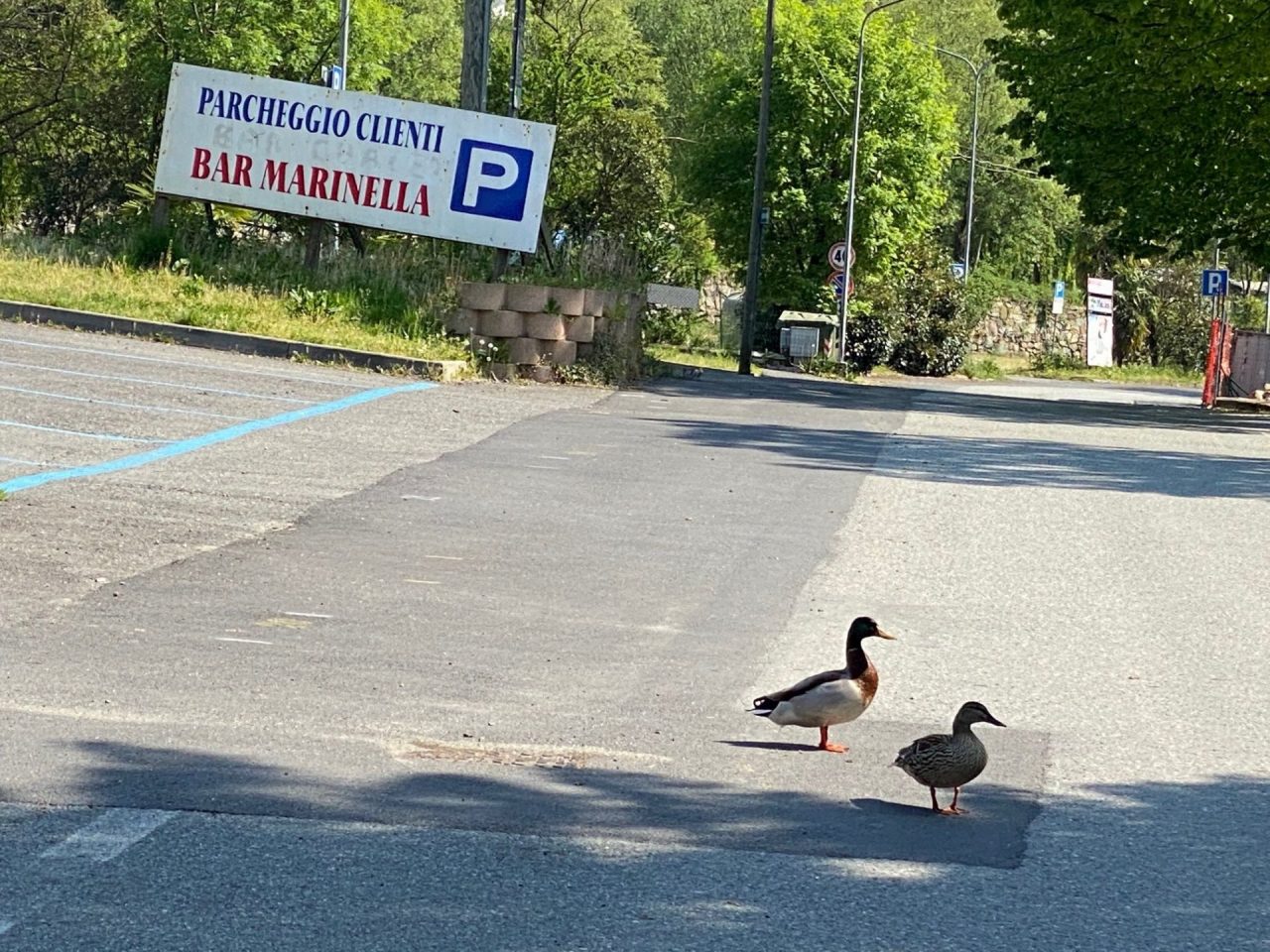 Animali per la strada e salti continui delle grosse carpe in un lago deserto