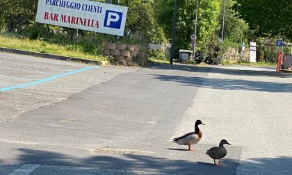 Animali per la strada e salti continui delle grosse carpe in un lago deserto