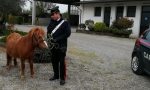 Pony in fuga lungo la statale per Viverone rischia di provocare incidenti