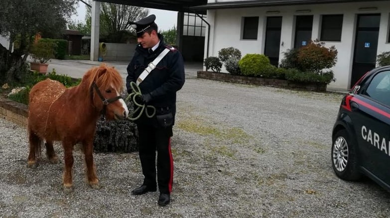Pony in fuga lungo la statale per Viverone rischia di provocare incidenti