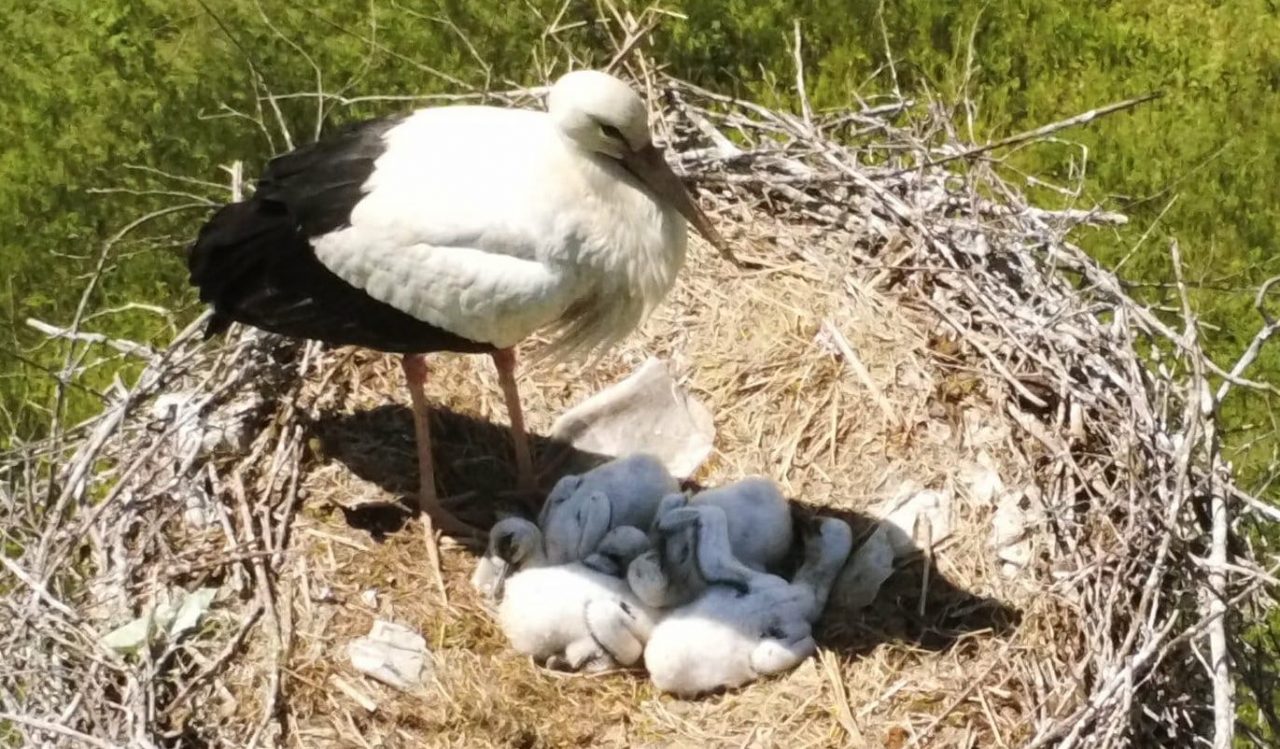 Cicogne del Brianco, schiuse le quattro uova: la foto intenerisce la Rete