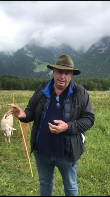 «Un lupo ha sterminato il mio gregge»