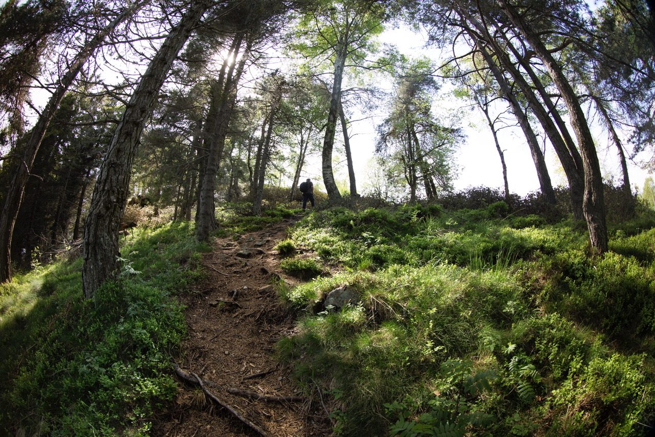 Nasce Zegna Forest, il piano per gli alberi dell’Oasi