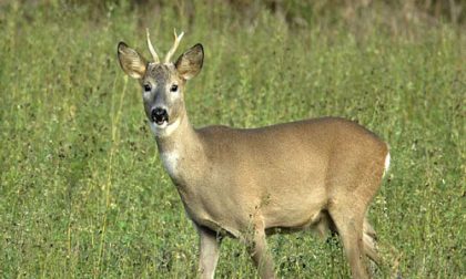 Capriolo ucciso in strada con un colpo di fucile nella notte