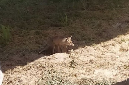 Mamma volpe e i suoi sei cuccioli mascotte del paese