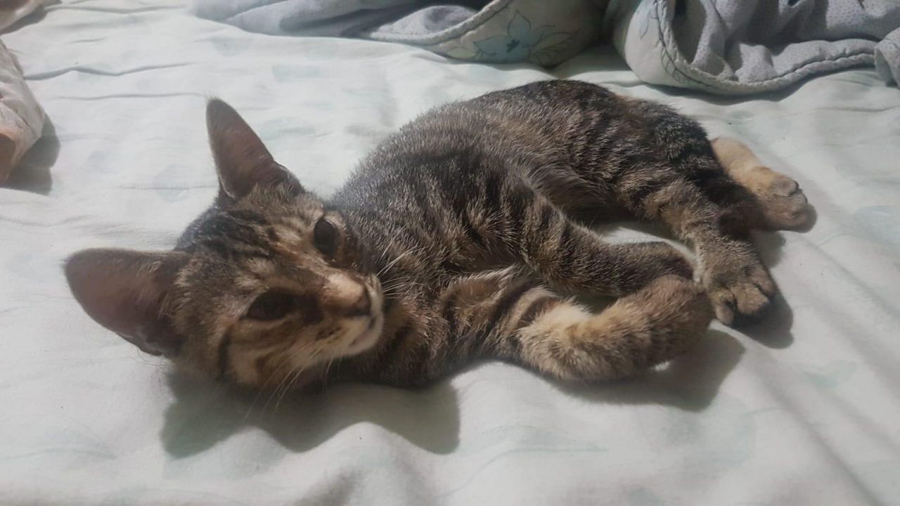 Chi ha perso questa gattina? Qualcuno la riconosce? MASSIMA CONDIVISIONE