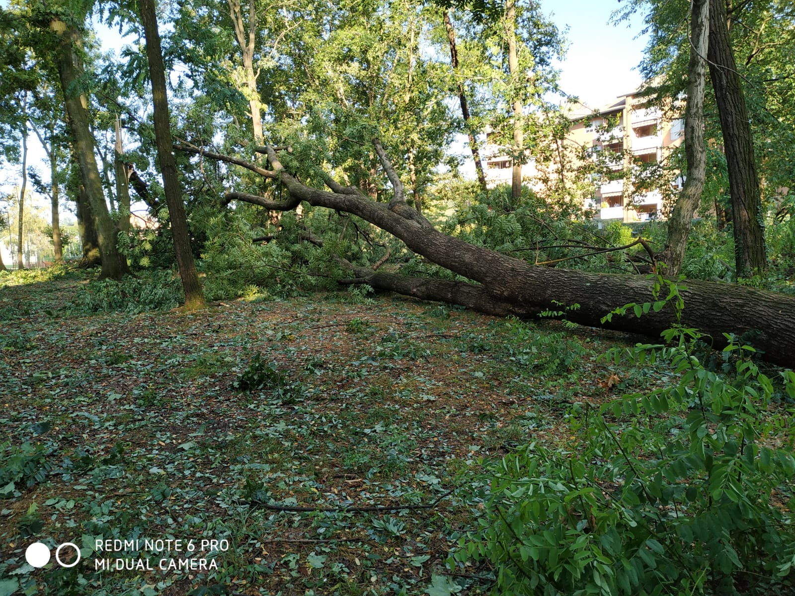 maltempo parco carpini cossato (1)