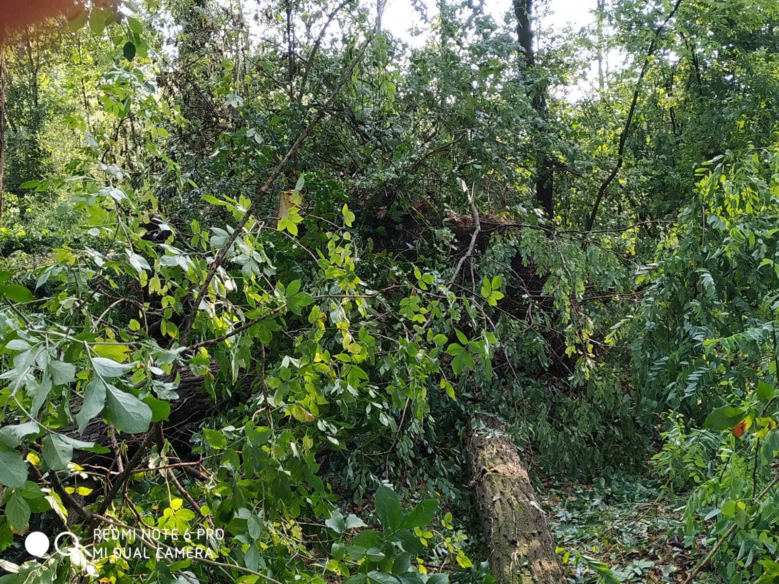 maltempo parco carpini cossato (2)