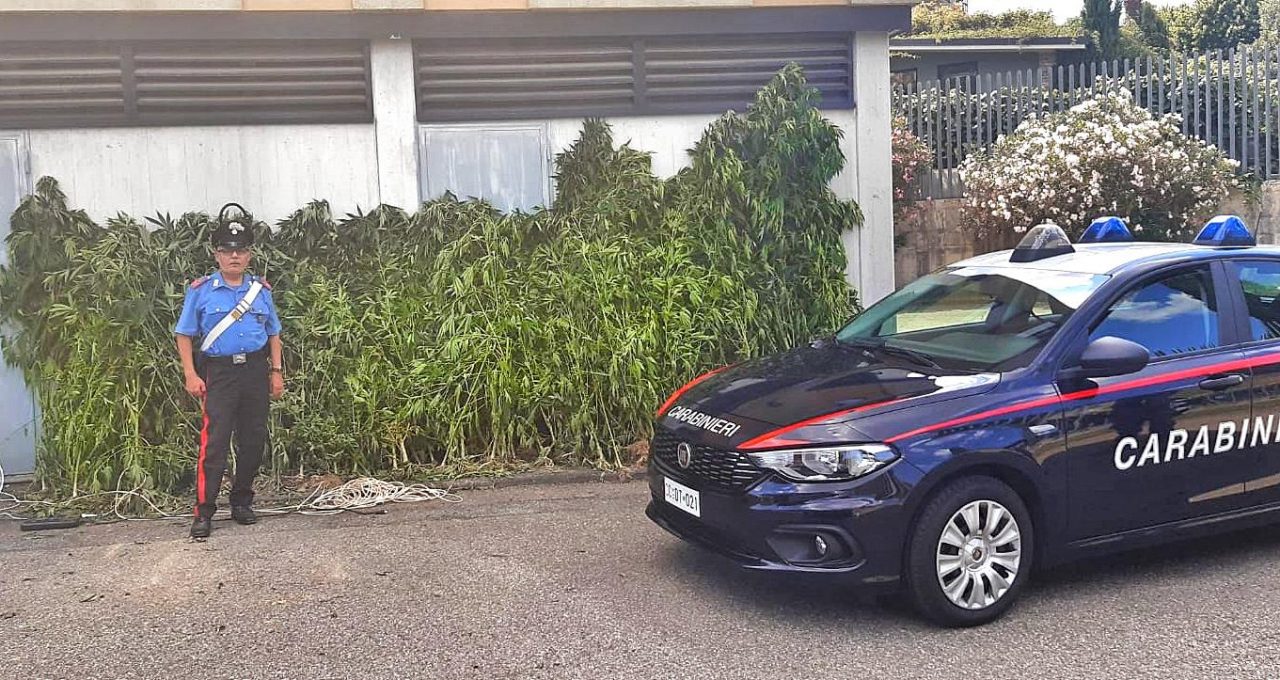 Manette a due giovani coltivatori di marjiuana: avevano 166 piante fino a 2 metri e mezzo