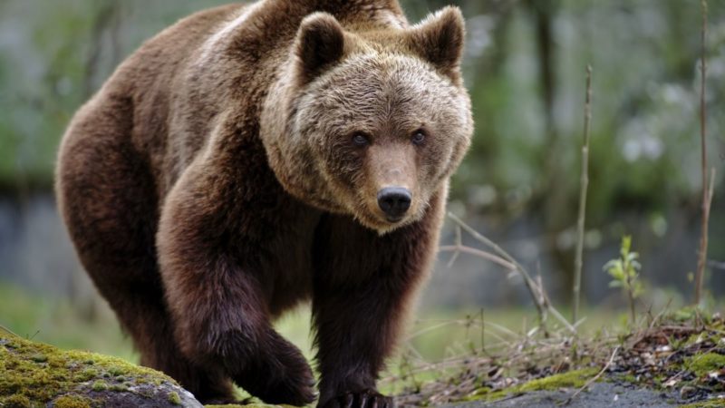 Orso nel Biellese, si cercano tracce del suo passaggio: nessuna sinora