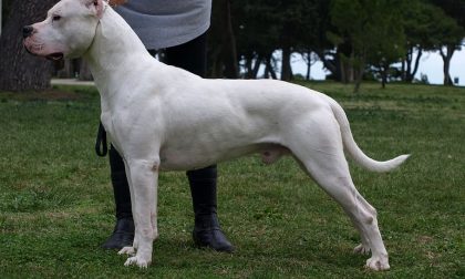 Cane morsica un uomo, la moglie ammazza l'animale a coltellate