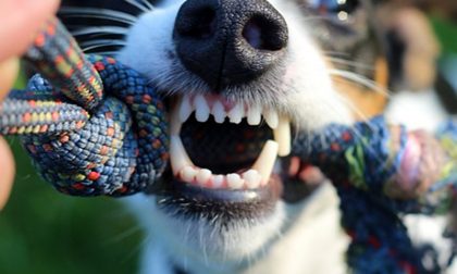 Timore per i cani di Vigliano: rinvenuti dei bocconi avvelenati