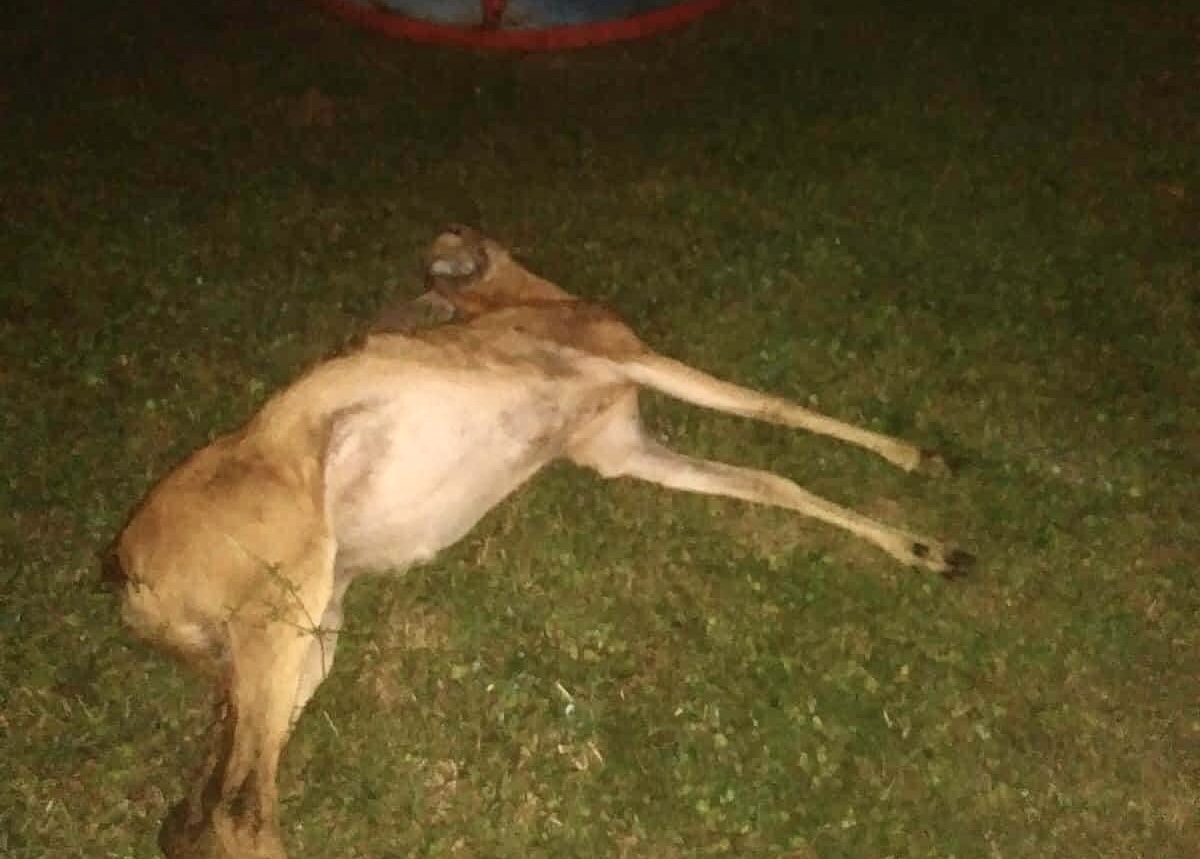 Lupo uccide un capriolo dentro a un parco giochi. Della Rovere: “Ci fossero stati dei bambini?”