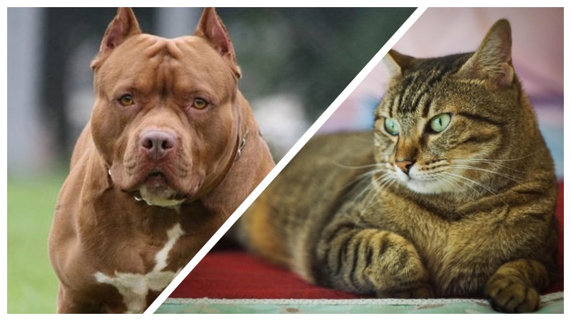 Abbandona per giorni i suoi animali, un gatto e un pit bull. Verrà denunciato