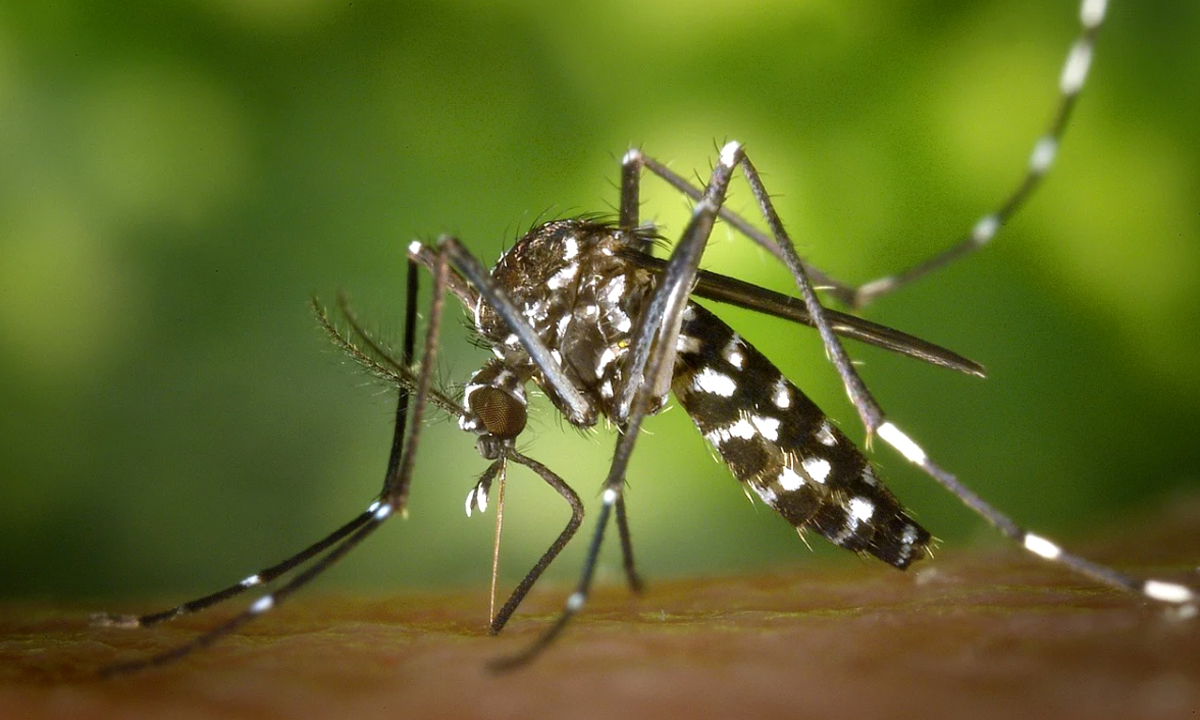 Zanzare: un comune biellese tenta di prevenirne l’infestazione