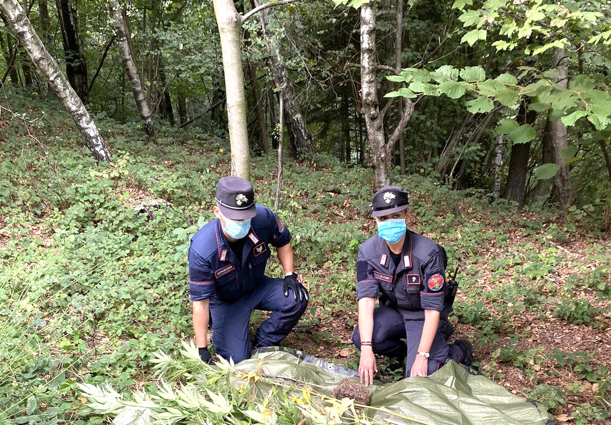 Nel bosco c’era una piantagione di cannabis, scoperta dai carabinieri