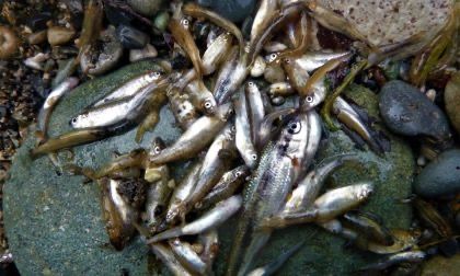 Centinaia di pesci morti lungo il Chiebbia