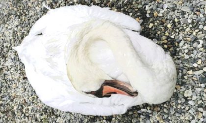 Lago di Viverone, ucciso uno dei cigni