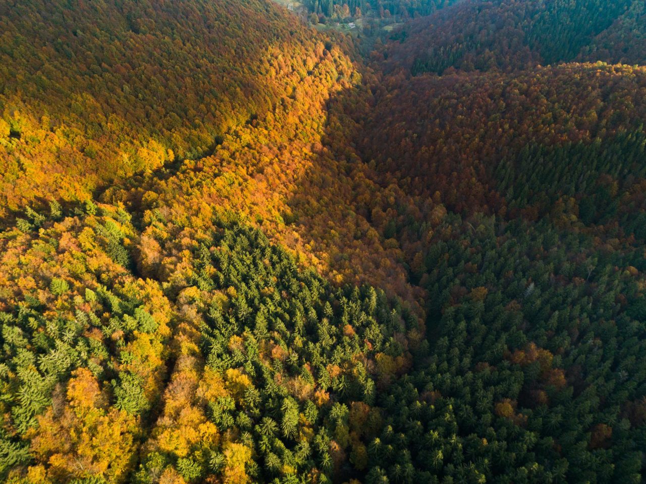 Foliage d’autunno all’Oasi Zegna: spettacolo unico  tra colori e paesaggi